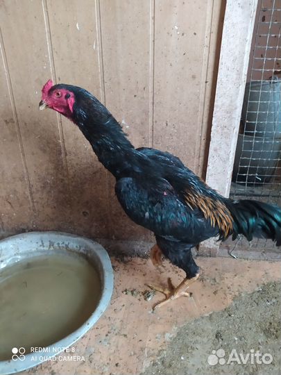 Бойцовая птица