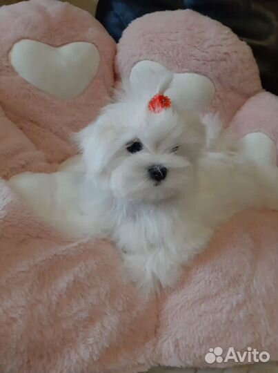 Роскошные Мальтезе. Мальтийская болонка