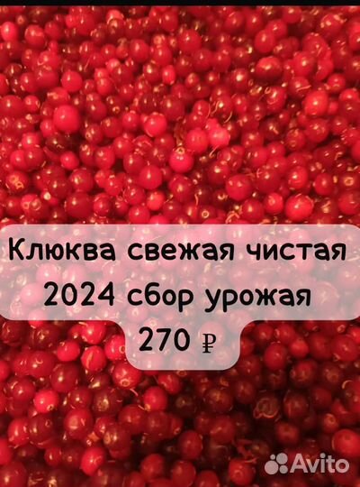 Свежая клюква 2024