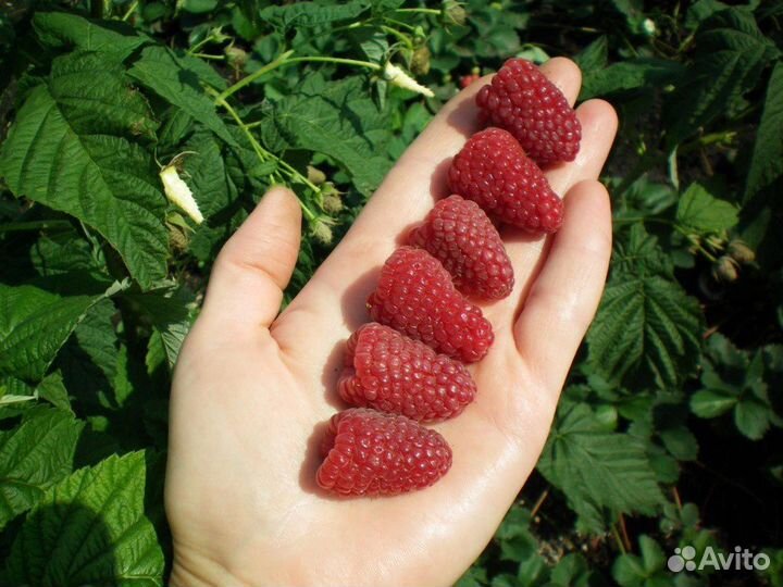 Питомник-С реализует малину Московский гигант