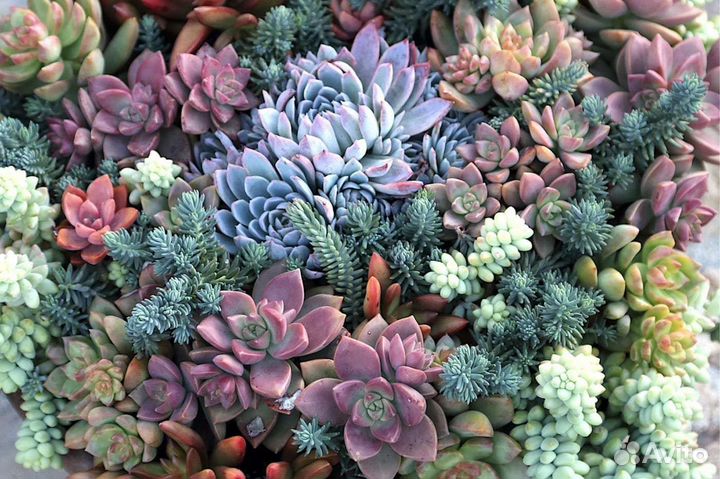 Суккуленты