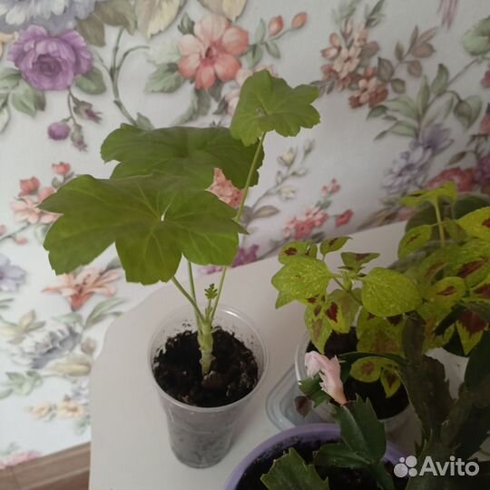 Комнатные цветы