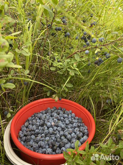 Голубица ягоды