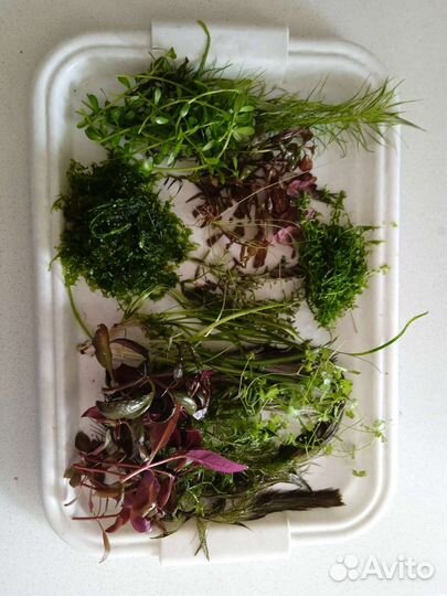 Прополка. Креветка вишня