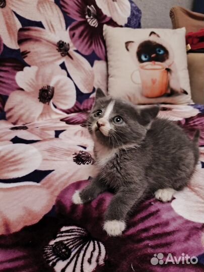 Котята в добрые руки бесплатно