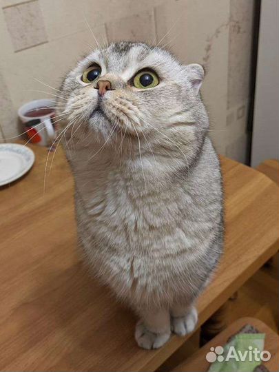 Шотландский кот вязка