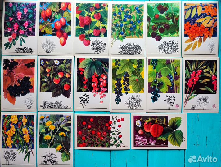 Открытки ботанические цветы, грибы, птицы