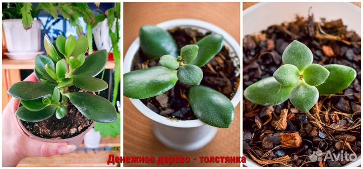 Хавортия, денежное дерево, алоэ столетник