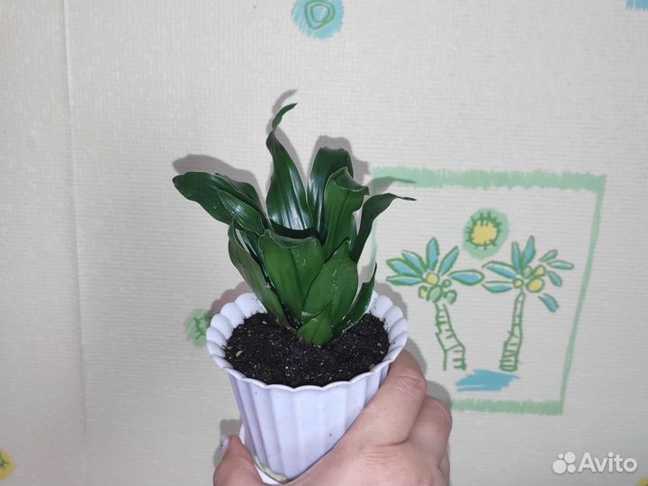 Драцена Дракон