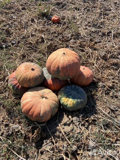 Тыква на корм