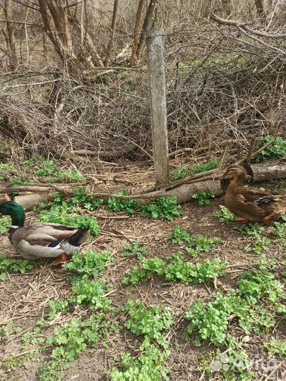 Руанские Утки, утята, яйцо