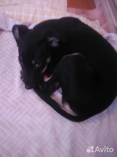 Щенок в добрые руки бесплатно маленькая порода