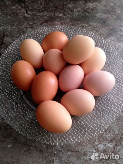 Яйцо домашнее