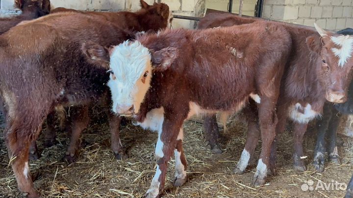 Бычки телята