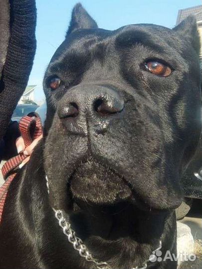 Ветеринарный врач на дом (кошки и собаки)