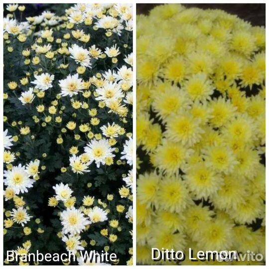 Хризантемы мультифлора и корейские