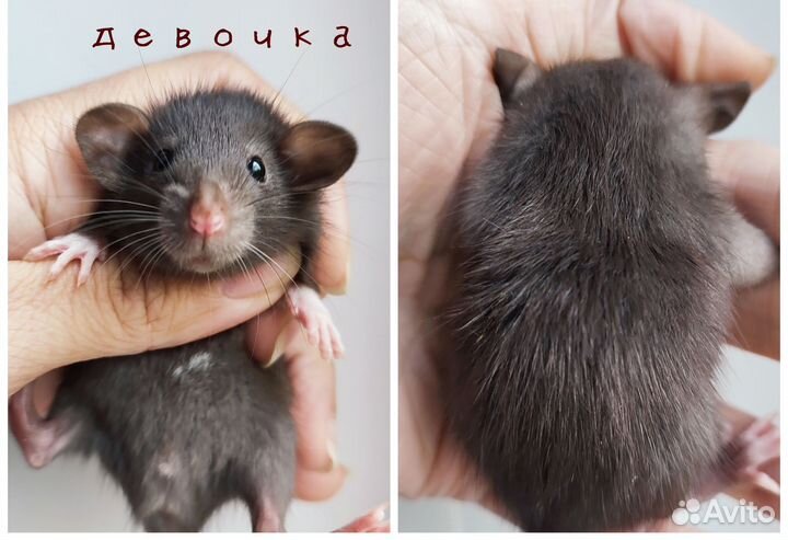Крыса. Крысята Дамбо. Актуальные фото