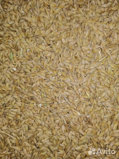 Ячмень Пшеница