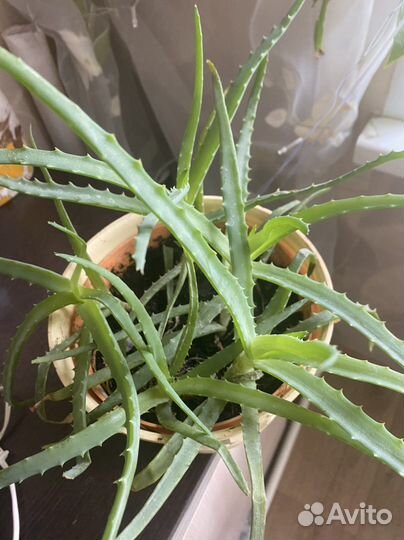 Алоэ лечебный