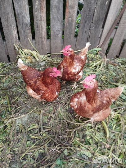 Куры несушки