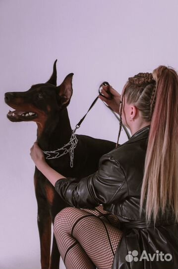Предлагается доберман для фотосессии