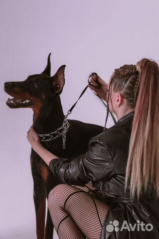 Предлагается доберман для фотосессии