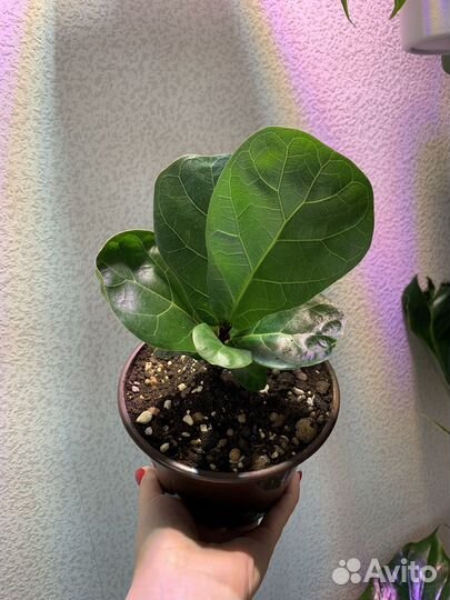 Фикус лирата бамбино