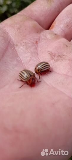 В добрые руки