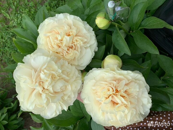 Пион Блонд Вижн (окс, 3-5 почек)