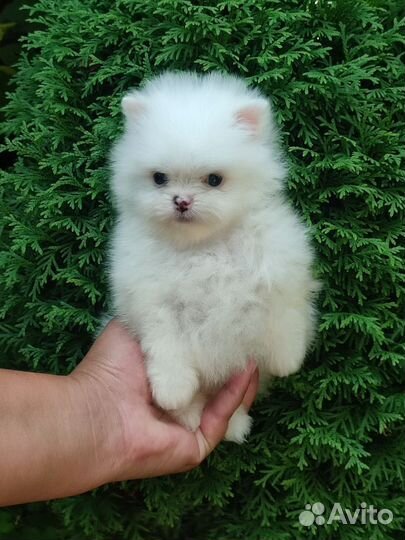 Померанский шпиц мини щенок