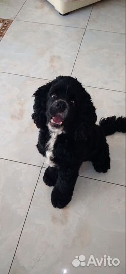 Американский кокер спаниель вязка