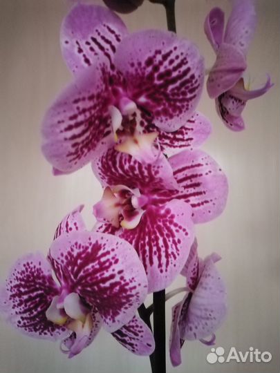 Орхидеи фаленопсис