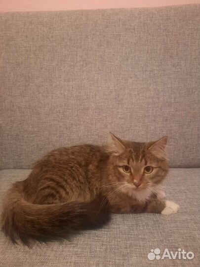 Отдам кота в добрые руки