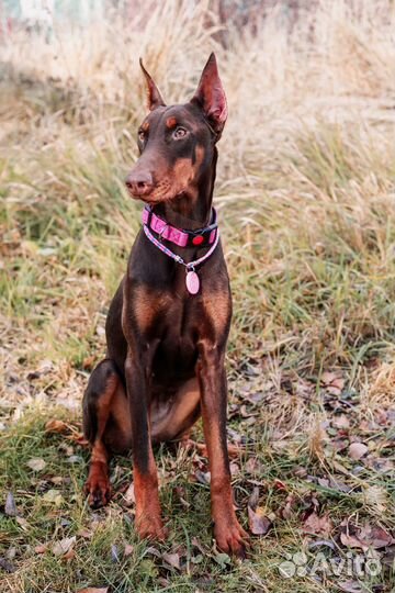 Доберман щенок девочка