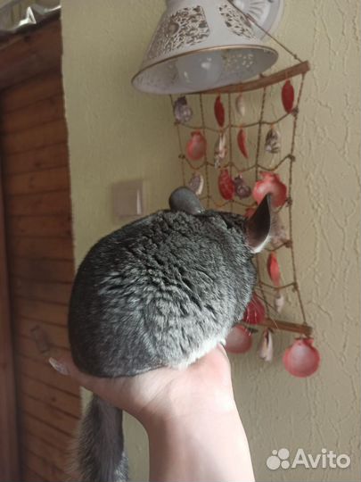 Шиншилла девочка