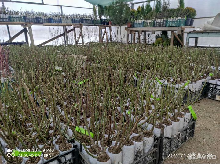 Роза Девид Остин