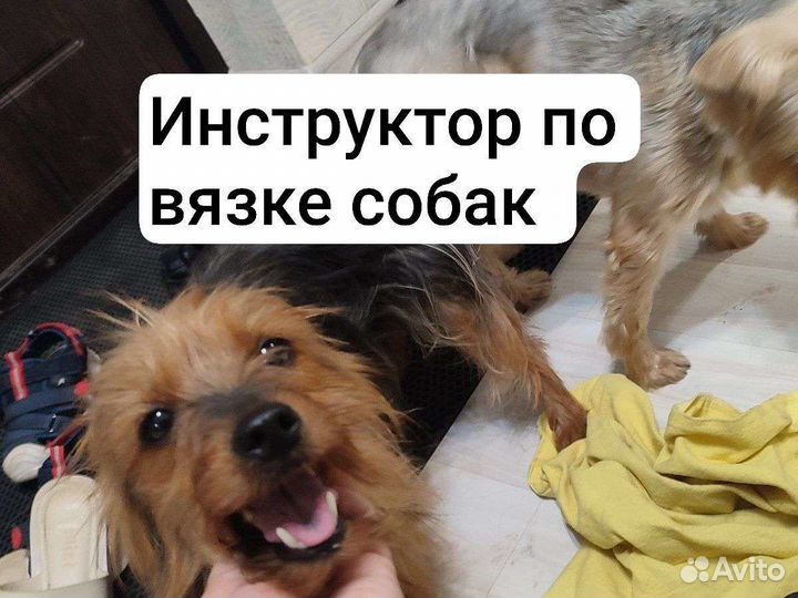 Инструктор по вязкам собак