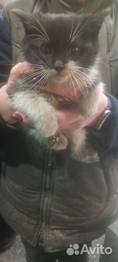 Котята в добрые руки даром