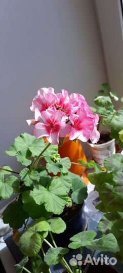 Комнатные домашние растения