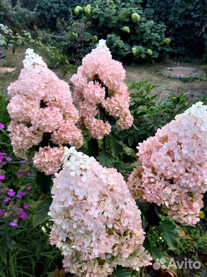 Гортензия Ванила Фрейз