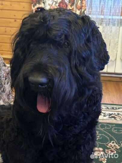 Собаки щенки