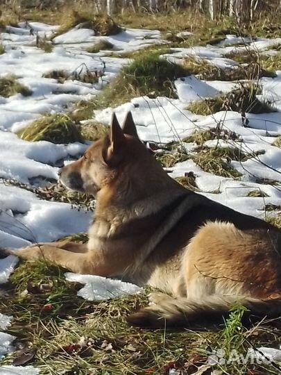 Щенки немецкой овчарки