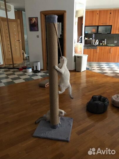 Когтеточка Мощная Pro