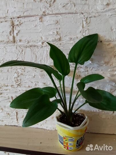 Комнатные растения цветы