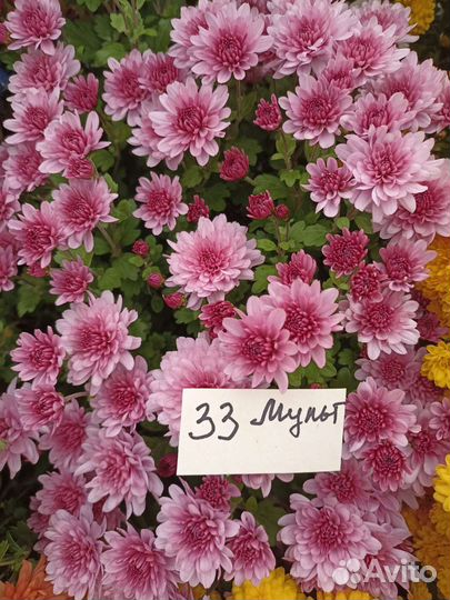 Хризантемы мультифлора