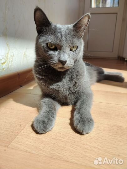 Скоттиш страйт кошка