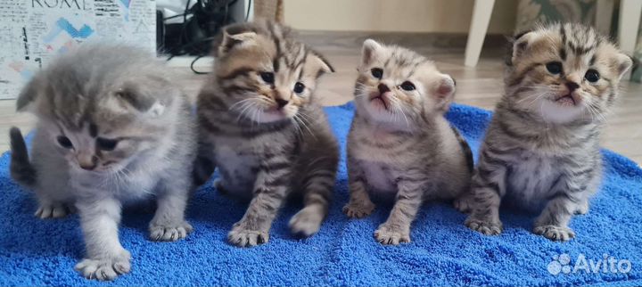 Шотландские котята