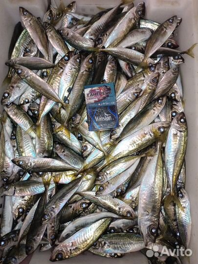 Барабулька черноморская