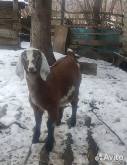 Обезроживание козлят