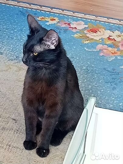 Кошка Матильда ищет семью